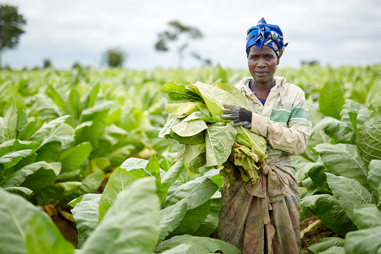 tobacco farmer